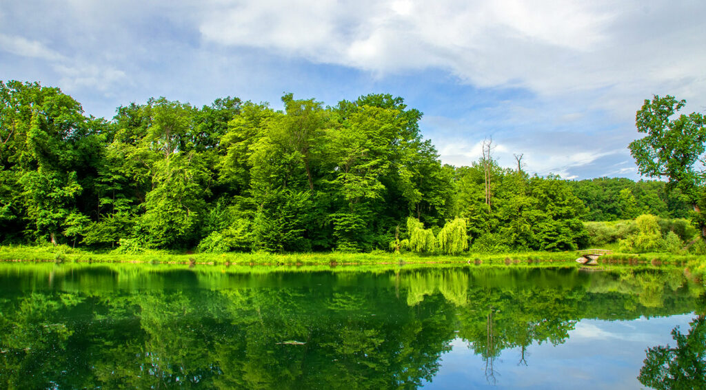 PAYSAGE - lac et forêt